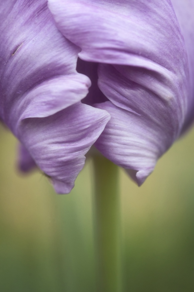 purple, tulip, tulip library, flower, macro, washington dc, wilting, lines, texture, spring, rain, wind