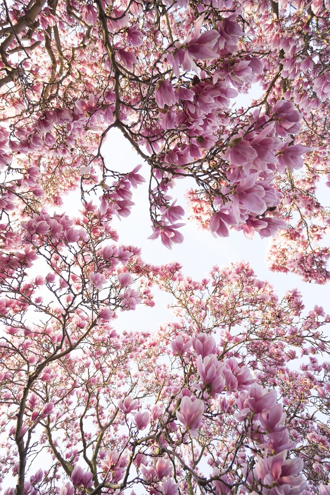 flowers, pink, tree, magnolias, smithsonian, garden, look up, dream,