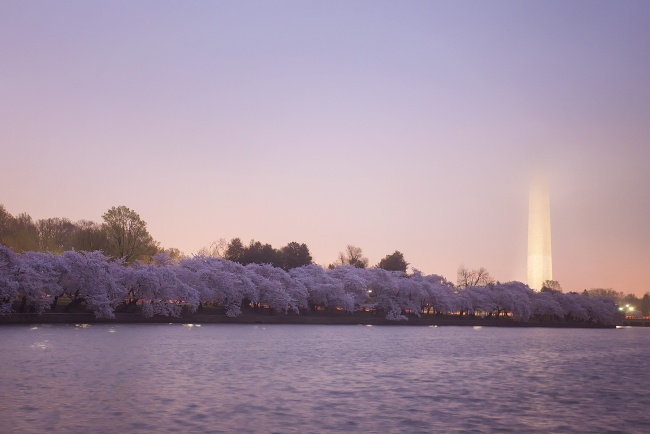 fog, tidal basin, washington dc, washington monument, cherry blossoms, cherry trees, purple, early morning, sunrise, national mall, spring, tbt
