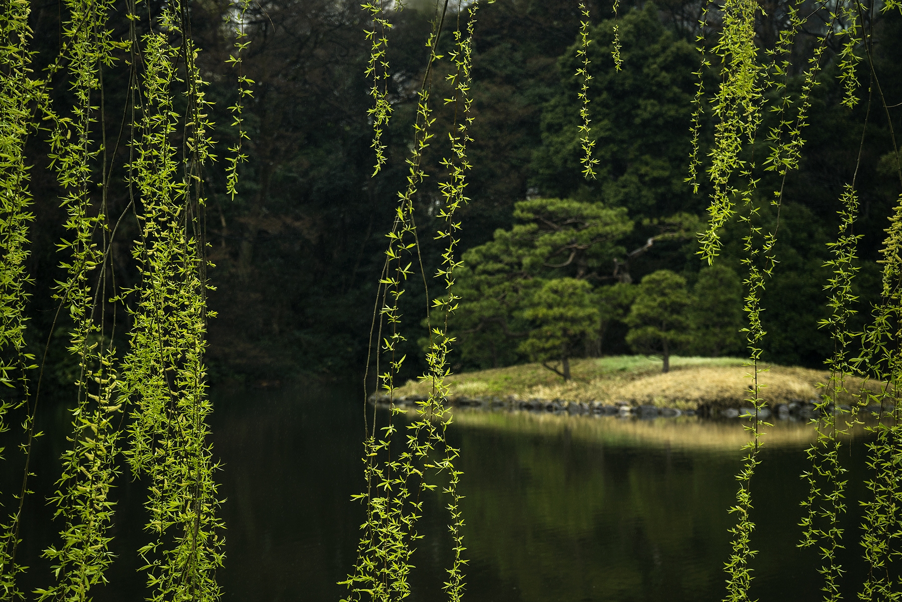 shinjuku, gyoen, national garden, asia, tokyo, japan, garden, park, shibuya, green, water, pond, monochrom, popular parks, walk