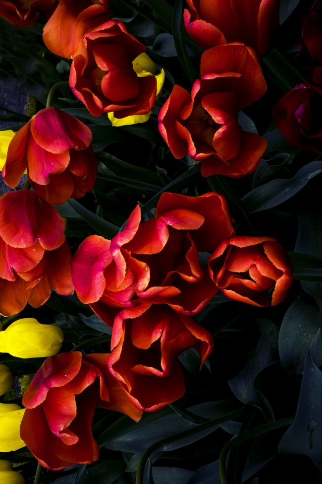 tulips, flowers, spring, washington state, travel, red, yellow, flowers, lily,