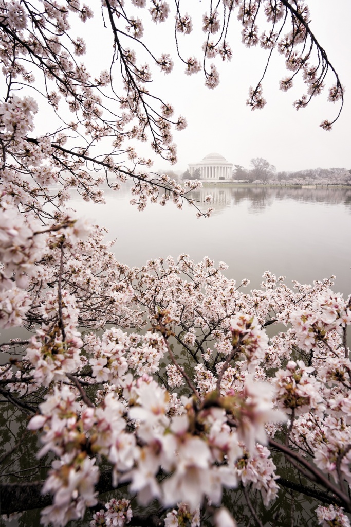 washington dc, cherry blossom, cherry blossom festival, sunrise, fog, early morning, pink, white, trees, tidal basin, jefferson memorial, predictions, spring, winter, flowers, live preview, camera settings, composition,