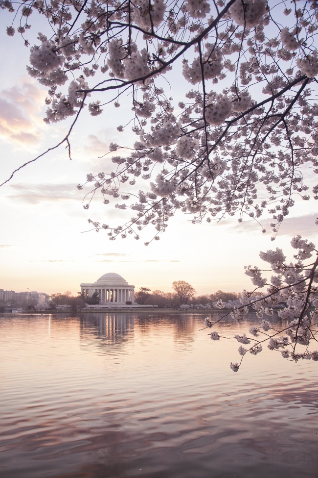 cherry blossoms, washington dc, tidal basin, jeffersn memorial, sakura, cherry trees, spring, ripples, water, puffy clouds, white, pink, purple, sunrise, early morning, bird, duck, poetic, hdr, chromatic aberration, photoshop, editing, processing, photography, photo, photographer, landscape, process, tutorial video, workflow, beautiful, nation's capital, washington dc