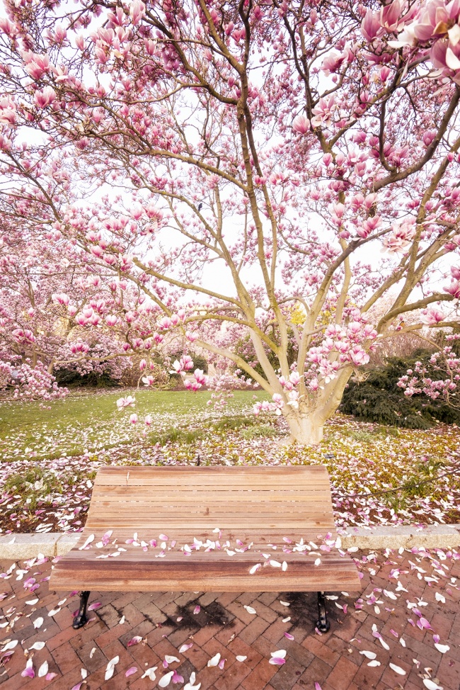 Saucer Magnolias, washington dc, smithsonian castle, smithsonian garden, nature, pink, magnolias, enid a haupt garden, national mall, public garden, park bench, cherry blossoms, pedals, tidal basin, flowers, frankenstein, snow, winter, cold, accumulation