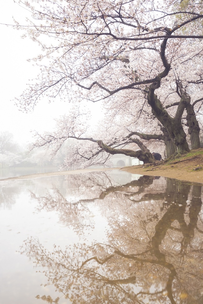 cherry blossoms, washington dc, tidal basin, cherry trees, national mall, preserve, save, donate, tripod, photography, photo, visit, visitor, camera settings, flooding, fog, water, high tide, problem, puddle,