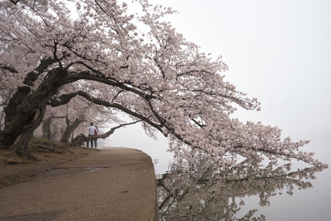 cherry blossoms dc, washington dc, sakura, cherry blossom, fog, sunrise, early morning, spring, cherry blossom branch, couple, selfies, sakura, camera settings, zoom lens, sony a7ii, jefferson memorial, tidal basin