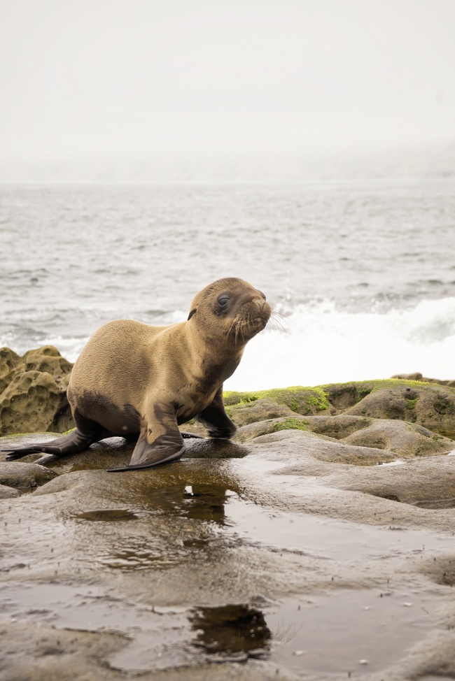 la jolla cove san diego seals