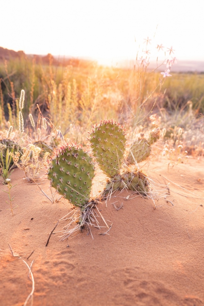 #suelaroadtrip, utah, moab, cactus, cacti, arches national park, sunrise, glow, mood, happy, walking, trails, macro, getting low, trip, road trip, visit, tourist, instagram, camera settings, hiking, trail