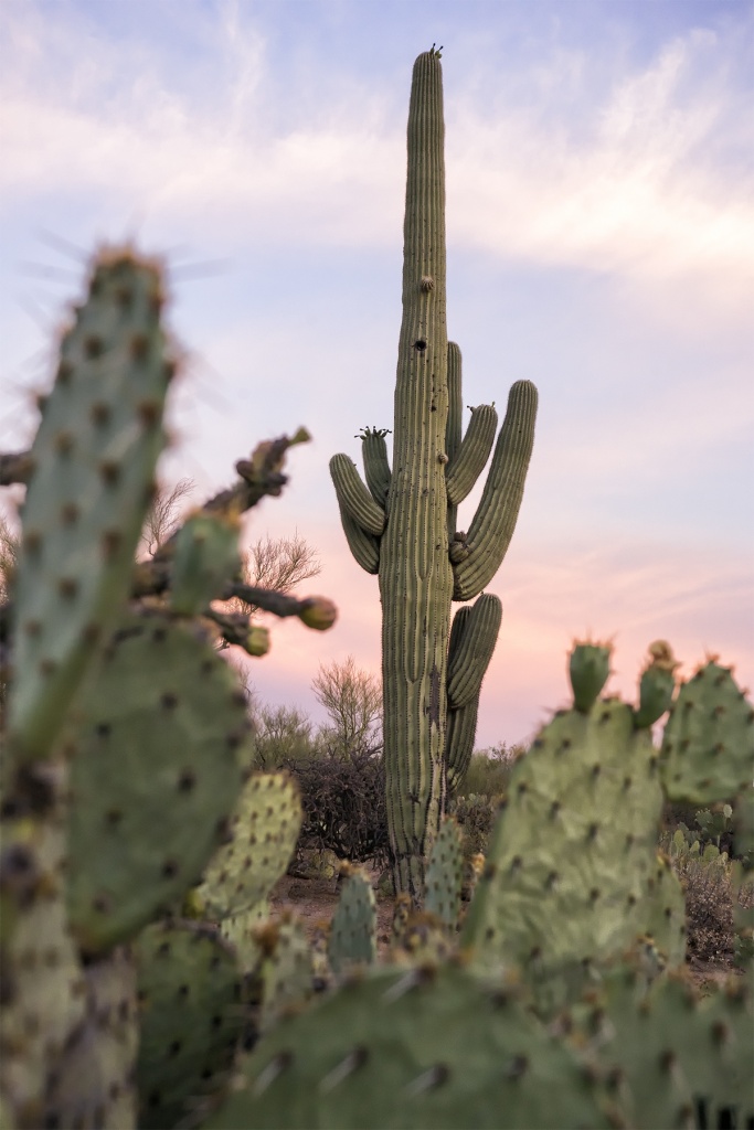 Saguaro, cactus, national park, tucson, arizona, mountain district, signal hill trail, east end, mountain district, cactus forest drive, desert, landscape, foreground, green, heat wave, photographer, photography, sunset
