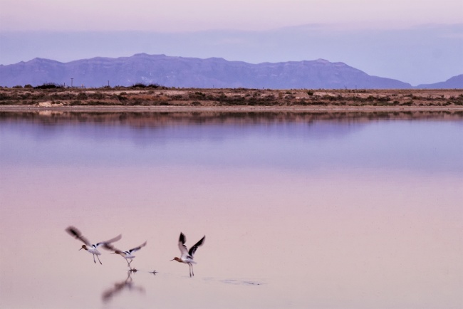 new mexico, white sands, national monument, national park, south, sunrise, early morning, birds, lake, mountains, closed, early, camp site, fly, alamogordo, nm, southwest, photography, photo, settings, sunset