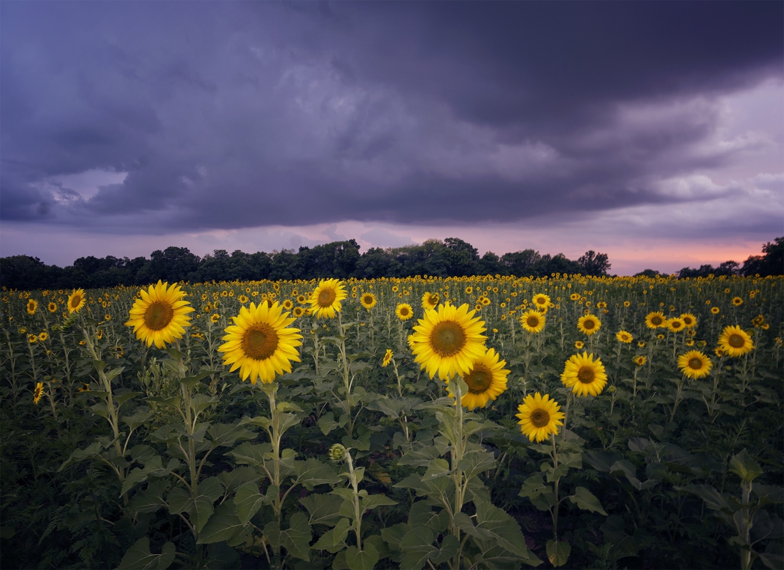 sunflower field