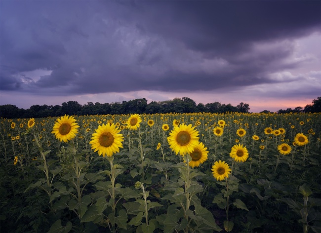 sunflowers, sunflower field, maryland, md, mckee beshers, sunset, storm, bugs, mosquitos, photography, photo, landscape, summer, bug spray, mckee beshers, poolesville, md, flowers, sunset, camera settings, instagram