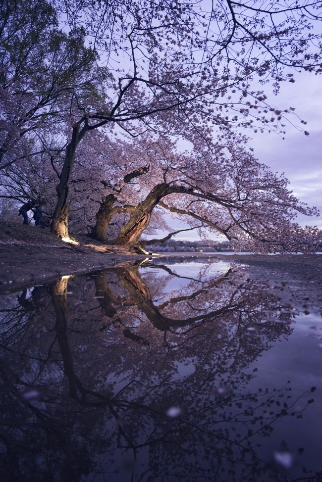 washington dc, cherry blossoms, tidal basin, reflection, puddle, cherry blossom trees, photographers, photo, available light, sunrise, early light, flashes, strobes, petals, flowers, spring, early morning, confidence