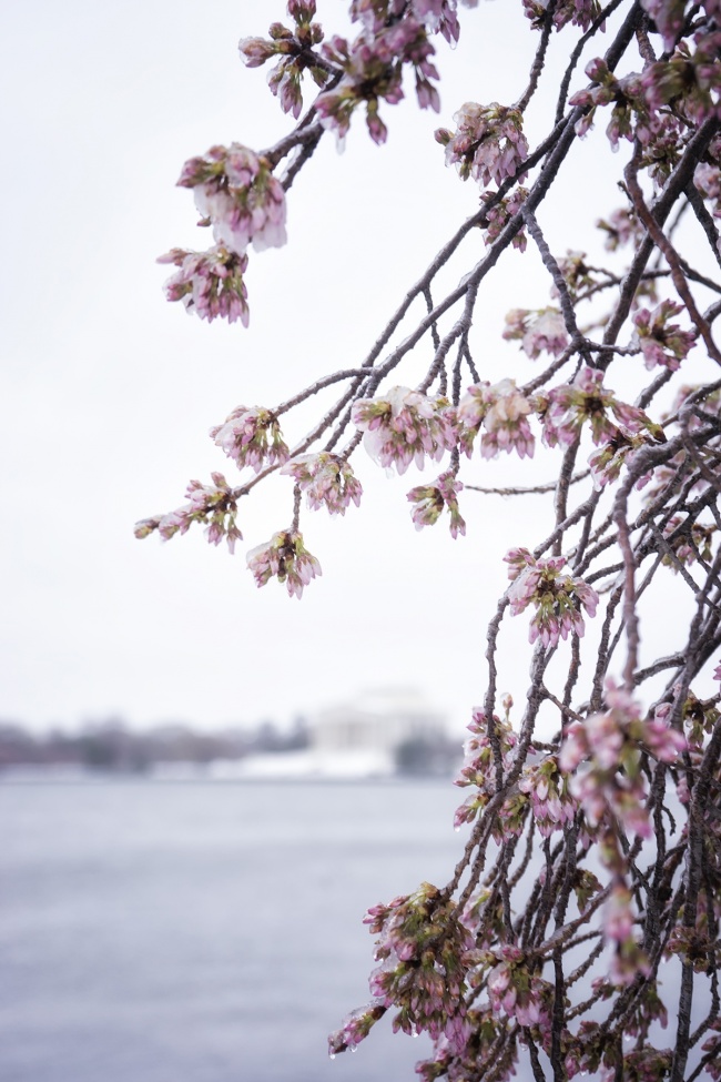 cherry blossoms, tidal basin, washington dc, snow, winter storm stella, jefferson memorial, snow, ice, rain, peak bloom, visit, travel, spring, winter, cold, people, crowds, fog, early morning