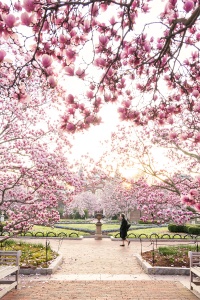 Chinese Magnolia, saucer magnolia, washington dc, smithsonian castle, si, enid a haupt garden, national mall, moongate garden, pink, spring, branches, flowers, strideby, photography, photo, camera, decisive moment