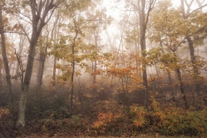 Shenandoah National park, fog, skyline drive, fall, autumn, color change, leaves, trees, editing, photography, photo, photographer, virginia, va, national park, thorton gap,