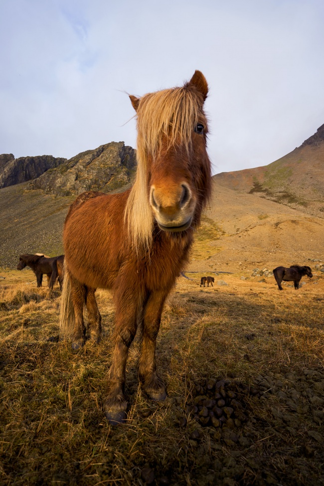 icelandic horse, iceland, höfn, camera strap, peak design, clutch, landscape, sunrise, early morning, nordic island, travel, visit, 2017, photo, adventure, fun