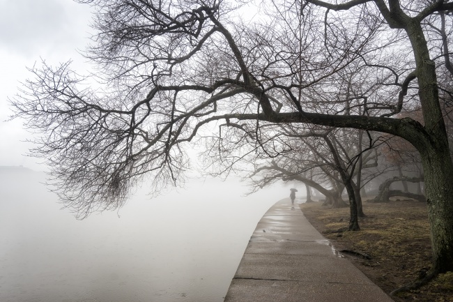 fog, tidal basin, winter, weather, umbrella, stranger, candid, washington dc, national mall, moody, cherry blossom trees, trunk, photowalk,