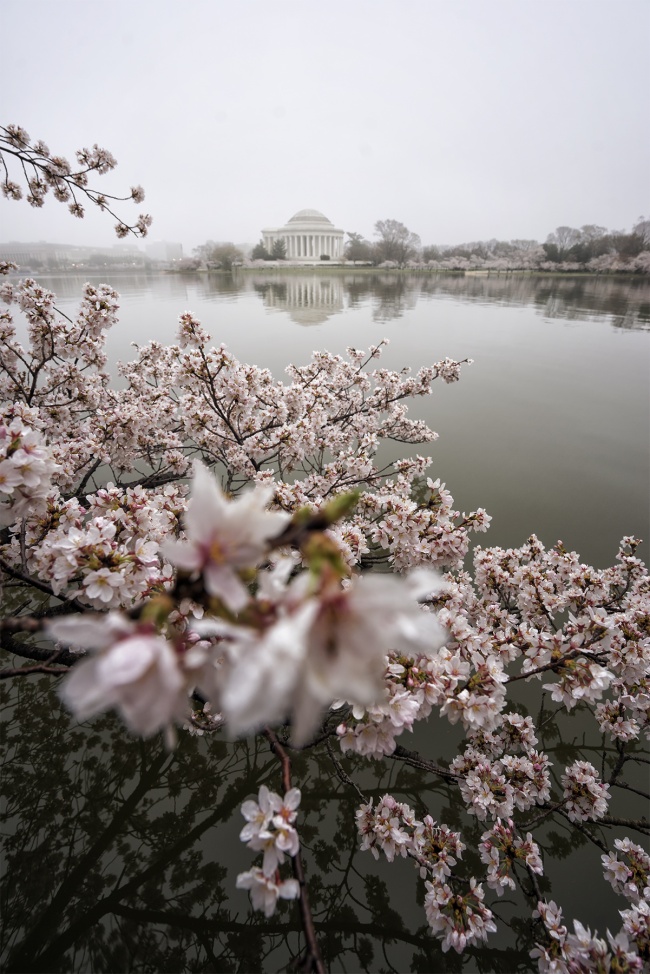 Tidal Basin, Cherry Blossoms, Fog, national mall, washington dc, cherry blossom tree, jefferson memorial, early morning, west potomac park, branches, reflection, spring, visit, travel, flowers, painting, watercolor, grandma, nai nai, pink flowers, chinese water color paintings