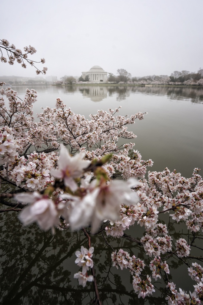 Tidal Basin, Cherry Blossoms, Fog, national mall, washington dc, cherry blossom tree, jefferson memorial, early morning, west potomac park, branches, reflection, spring, visit, travel, flowers, painting, watercolor, grandma, nai nai, pink flowers, chinese water color paintings