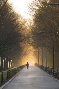 National Mall, washington dc, trees, fog, haze, snow, winter, early morning, sunrise, reflecting pool, lincoln memorial, trees, glow, light, tunnel, weekend, weather,