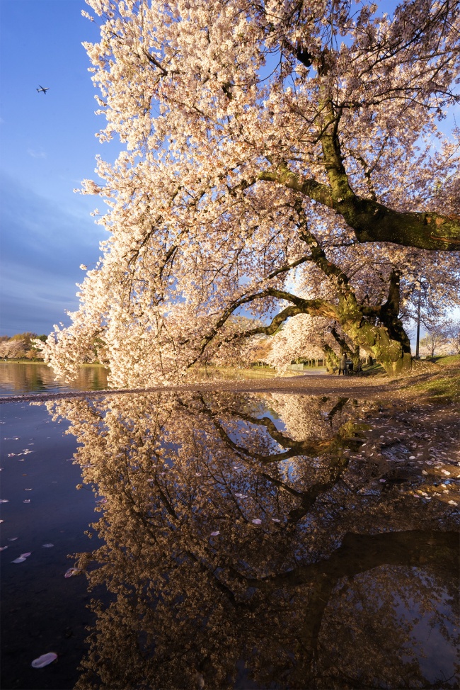 National Mall Bloom Watch, washington dc, national park service, national mall, capital weather gang, cherry blossoms, tidal basin, early morning, sidewalks, cherry blossom trees, reflection, pictures, rain, puddles, spring, national mall