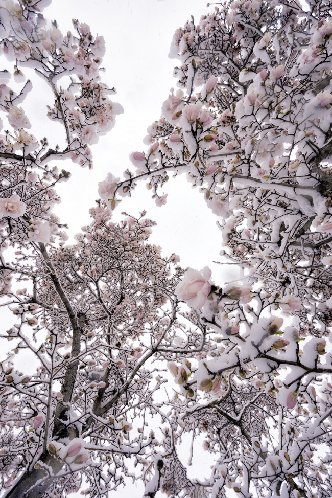 cherry blossoms, snow, winter, spring, looking up, washington dc, flowers, library of congress, capitol hill,