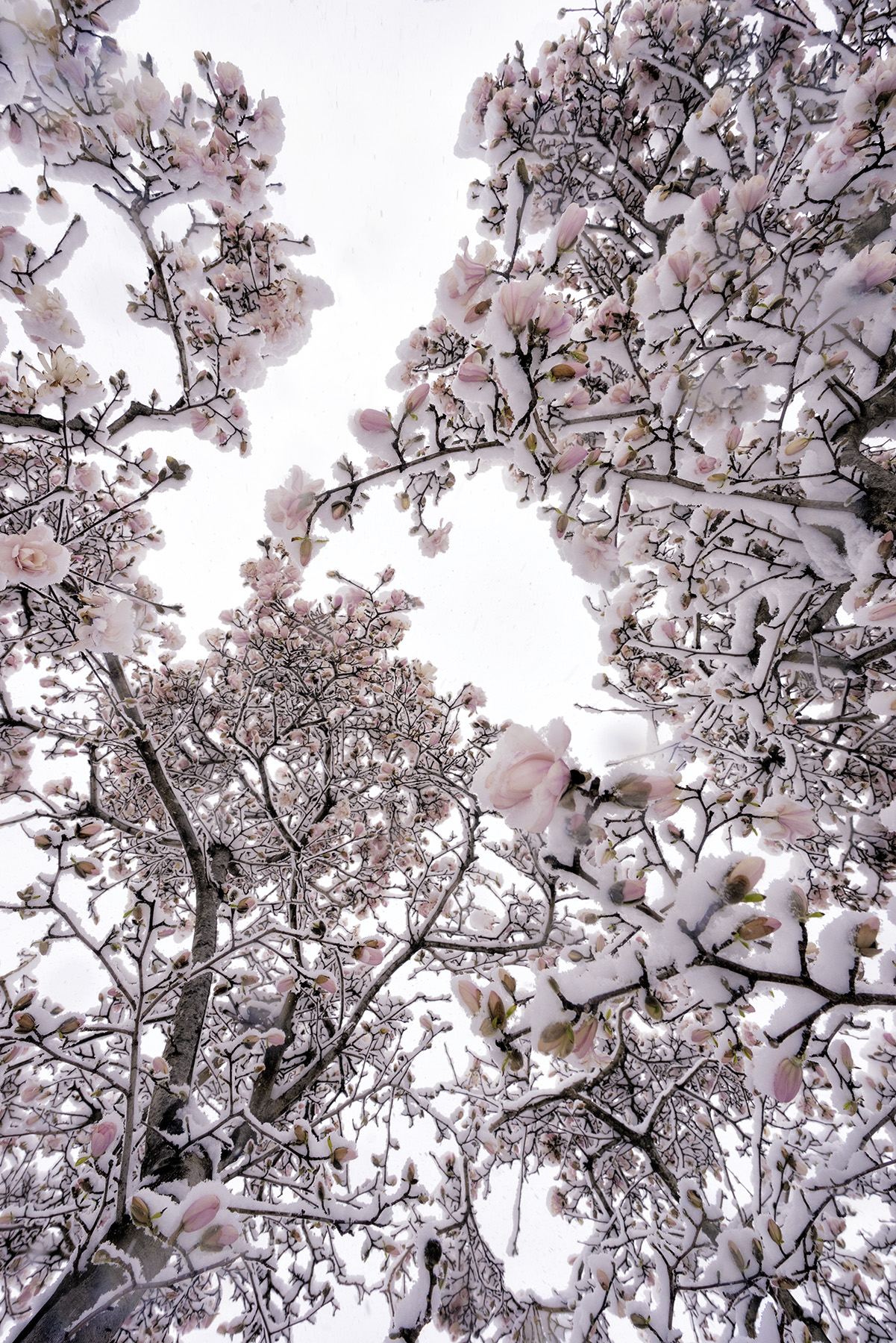 Cherry Blossoms In The Snow