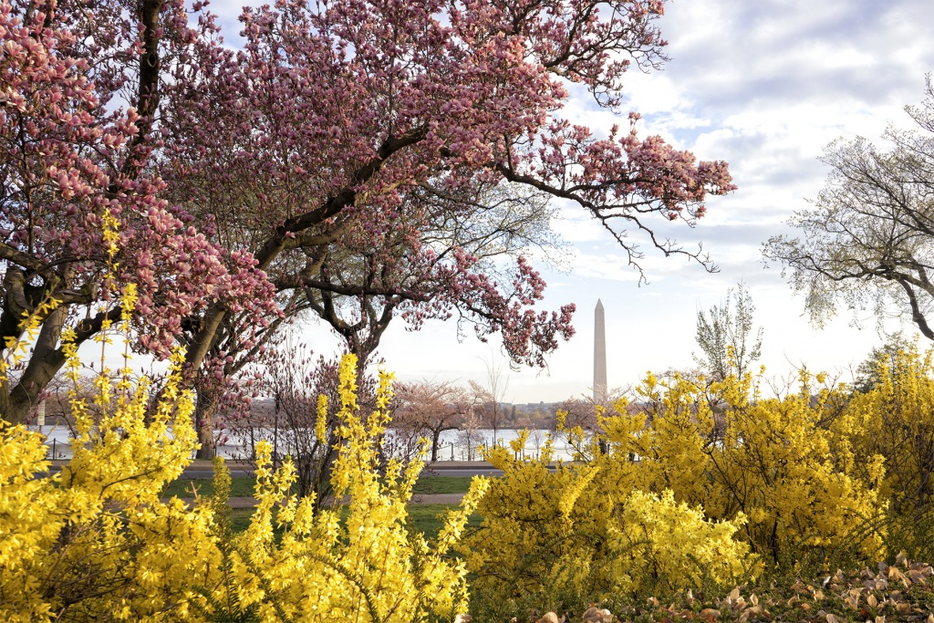George Mason Memorial, Washington DC, magnolias, spring, national mall, tidal basin, cherry blossoms, landscaping, flowers, photography, travel, cherry blossom festival