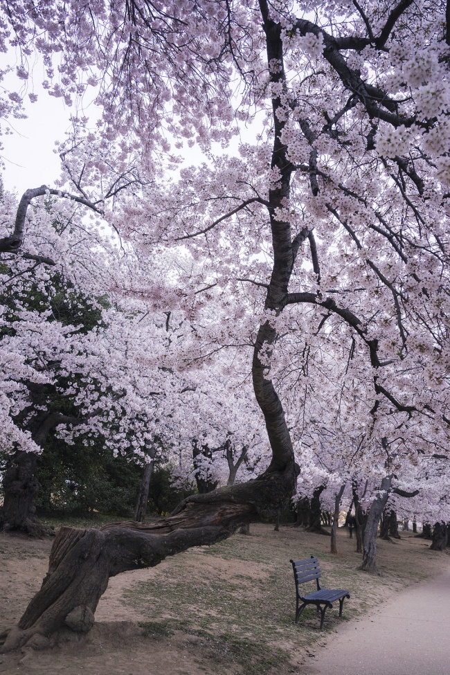 Cherry Blossom Branch, Washington DC, tidal basin, national mall, bench, spring, flowers, pink, wide angle lens, sony, canon, ihitthebutton, andy feliciotti, camera gear, camera settings