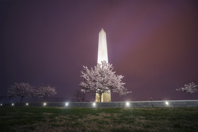 washington dc, washington monument, cherry blossoms, national mall, spring, early morning, blue hour, instameet, desintation dc, visit washington dc, cherry blossom festival, cherry blossom fest, stellas popkern