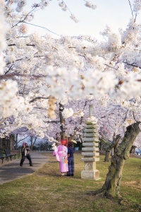 cherry blossoms, tidal basin, national mall, washington dc, japanese pagoda, photoshoot, spring, trees, komono, peak bloom, pink, umbrella