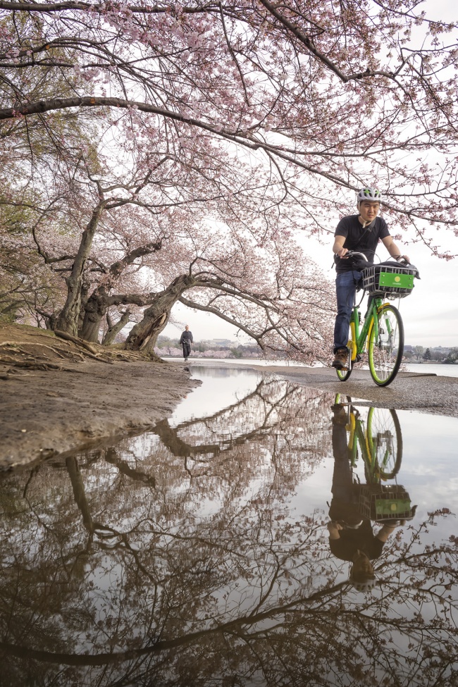 Cherry Blossoms, washington dc, national mall, tidal basin, puddles, reflection, early morning, spring, sunny day, lime bike, candid, friends,
