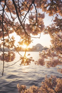 Cherry Blossoms, Jefferson Memorial, washington dc, national mall, trust for the national mall, ball for the mall, evening, sunrise, sun burst, cherry blossom trees, pink flowers, spring, tidal basin,
