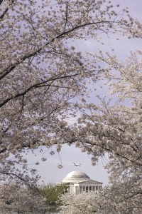 Jefferson Memorial, Cherry Blossoms, Washington DC, tidal basin, spring, flowers, framing, airplane, dca, reagan airport, flyover, paddle boats, birch, swan paddle boat, things to do, national mall, dome, architecture, sakura, pink