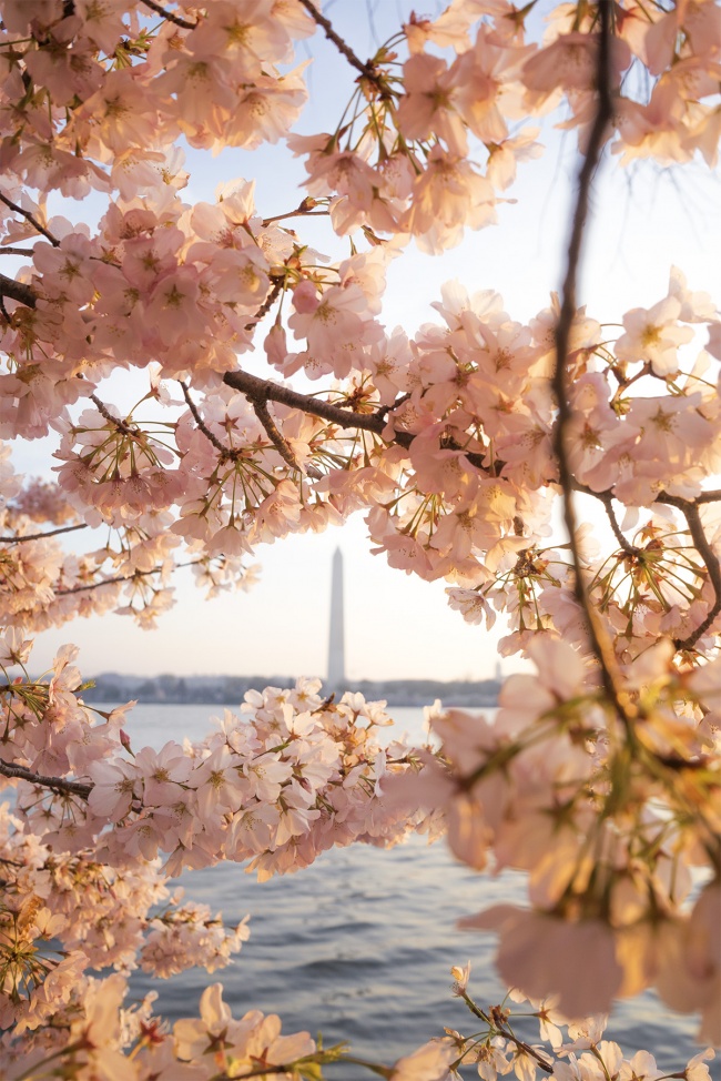 Japanese Cherry Blossom Trees, Tidal Basin, washington dc, washington monument, jarrett hendrix, early morning, sun, glow, national mall, sakura, spring, pink, blossoms, flowers, framing, composition