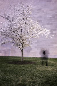 cherry blossoms, national gallery of art, nga, exterior, buildings of dc, architecture, spring, long exposure, national mall, early morning, emojis in the wild, experiment, washington dc, museum