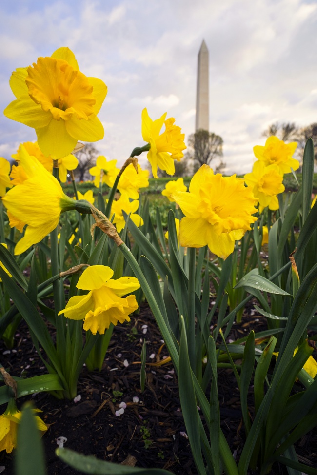 Floral Library, Washington DC, tidal basin, yellow flowers, daffodil, spring, tulips, washington monument, national mall, perspective, camera,