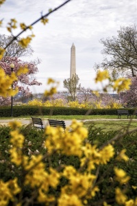 George Mason Memorial, washington dc, magnolias, spring, cherry blossoms, yellow, flowers, garden, national mall, composition, snapdc