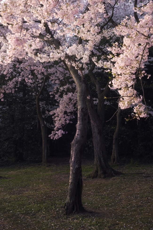 Cherry Blossom Tree, tidal basin, national mall, washington dc, collaboration, disney, sadness, bambi, thehappiestswamponearth, instagram, flowers, feelings,