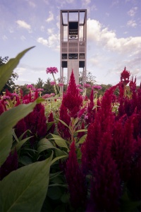Netherlands Carillon, Arlington, VA, flowers, views, monuments, washington monument, us capitol, lincoln memorial, virginia, flowers, best view, washington dc,