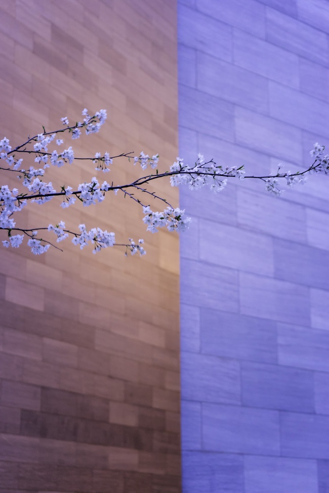 The National Gallery of Art, Washington DC, nga, that nga wall, cherry blossoms, sunrise, contrast, tones, corner, architecture, building, spring, national mall, abstract, color tones, final cut