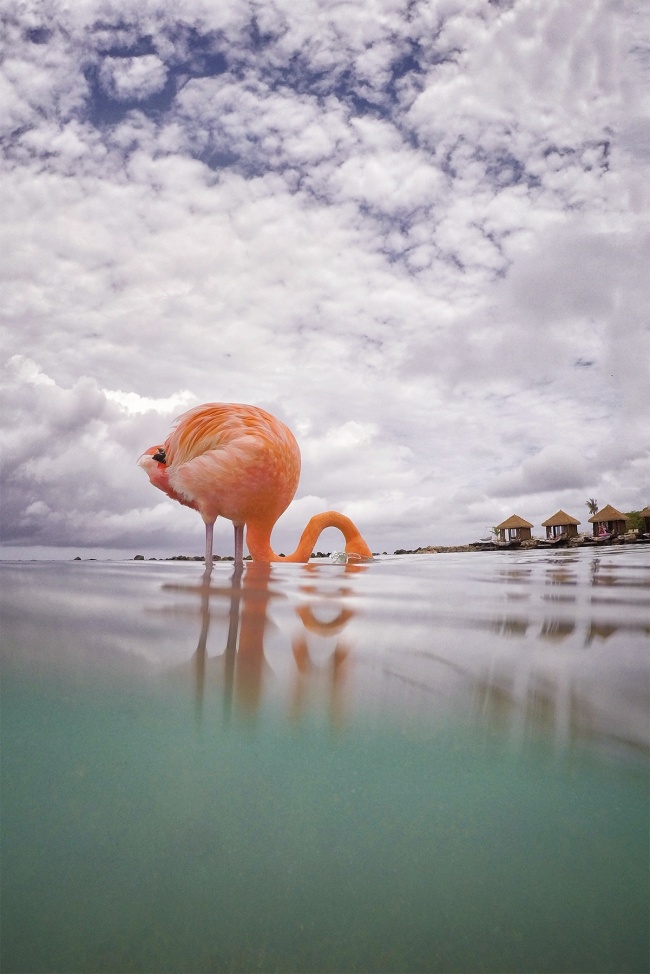 flamingo beach, gopro, hero 5 black, aruba, caribbean, island life, under over water, beach, caribbean ocean, visit, renaissance island, vacation, gopro accessories