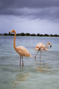 Flamingo Beach, Aruba, caribbean, caribbean island, island life, flamingos, pink, renaissance, private island, boat, beach, reflection, rain, weather, visit, travel,