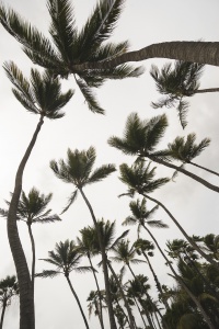 aruba, palm trees, looking up, caribbean, island, hurrican, weather, moody, clouds, sunny, weathermen, travel, visit, vlog, island life, transportation, getting around