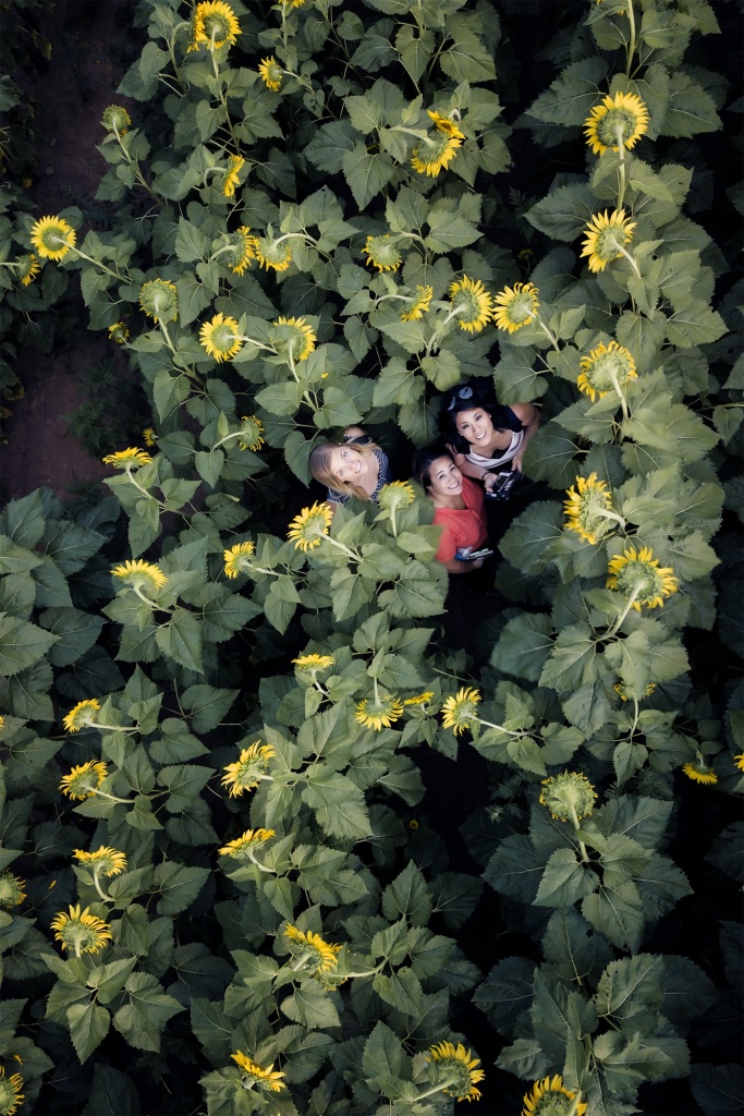 Summer, Sunflower Fields, marlyand, mckee beshers, sunset, sunflowers, yellow, selfie, drone, mavic pro, dji, mosquitos, flowers, 