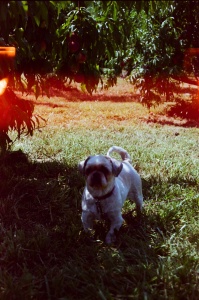 Canon T70, film, camera, kodak, gold 200, instagram, vintage, virginia, peach picking, red barn, delaplane, shih tzu, va, summer,