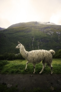 norway, alpaca, hike, travel, Geiranger, geirangerfjord, waterfalls, mountains, alpacas, europe, viking, scandinavian,