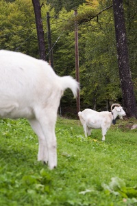 Norwegian Goat, norway, travel bergen, fløyen, fløibanen funicular, mountain, best view, views, goats, animals, travel, visit,