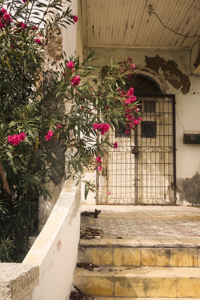 Oranjestad, Aruba, caribbean, island, island life, cat, facade, buildings, color, pink flowers, street photography, city, house portrait, worn,